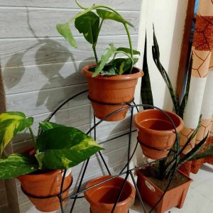 Stylish Indoor Plant Stand